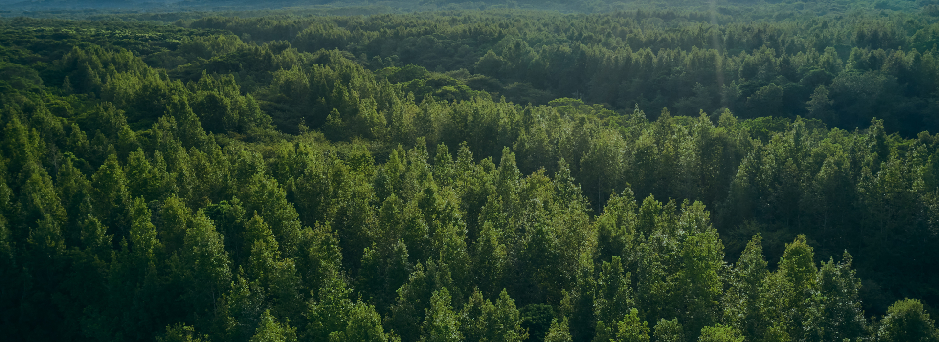 forest banner